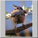 Parus Cristatus - Haubenmeise 06.jpg